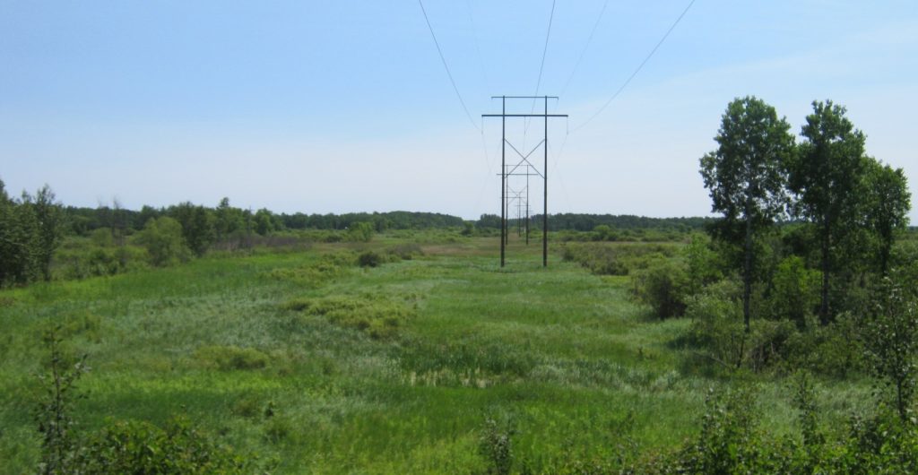 Revegetated right of way for 230 kV electric transmission line.