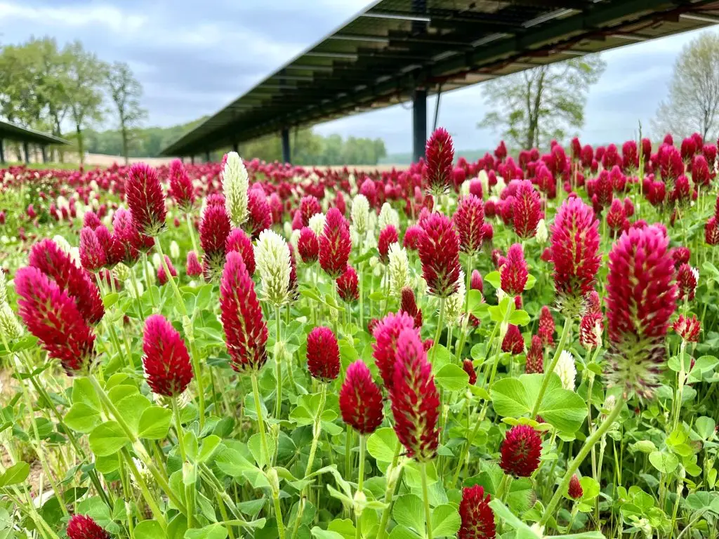 Trifolium incarnatum under solar panels