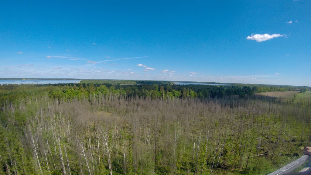 View of a forest and lakes in the distance.