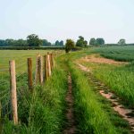 Farm field right of way (ROW) with dirt ruts along barbed wire fence with brown wood posts. Livestock and trees in the distance.