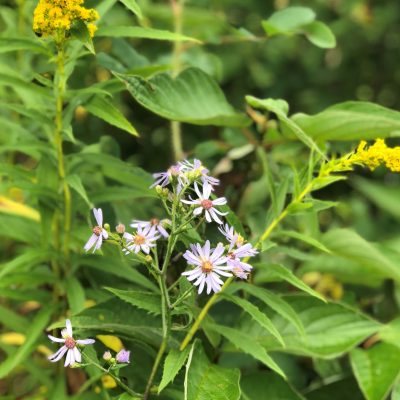 Integrated vegetation management project. aster and goldenrod flowers.